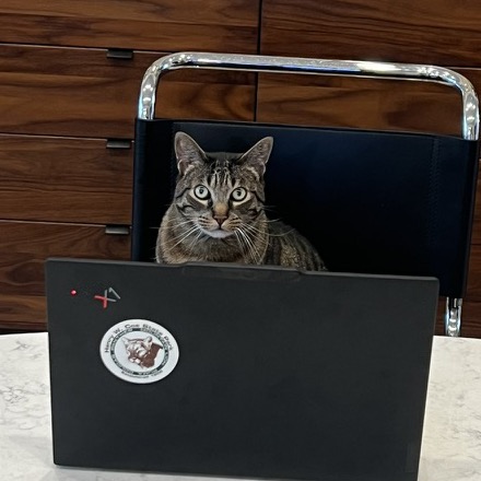 Baxter, a tabby cat, sitting in a desk chair behind an open laptop as if in a meeting